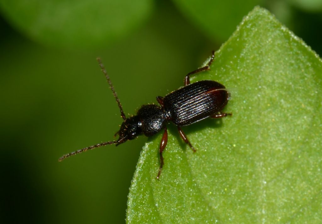 Carabidae: Tschitscherinellus?  No, Carterus sp.